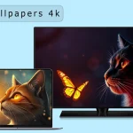 Cat Wallpaper Pack 4k