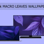 Macro Leaves Wallpapers 4K
