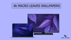 Macro Leaves Wallpapers 4K