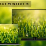 Macro Grass Wallpapers 4k