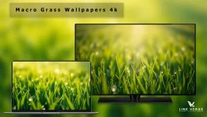 Macro Grass Wallpapers 4k