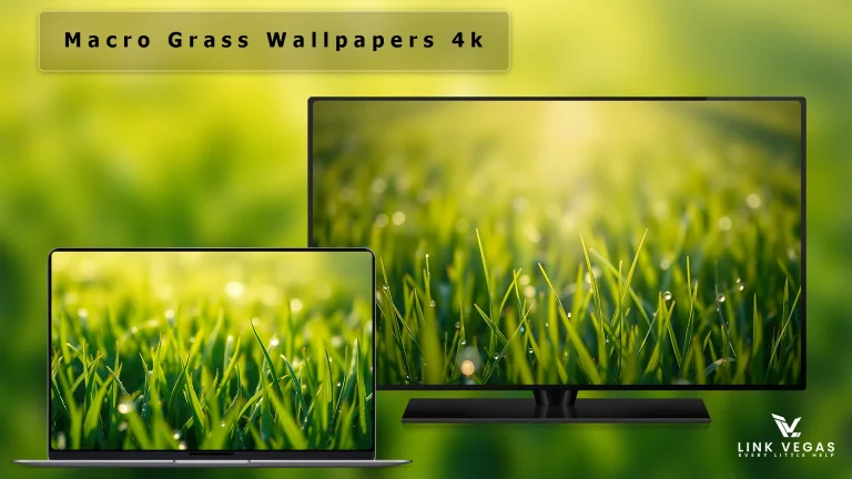 Macro Grass Wallpapers 4k